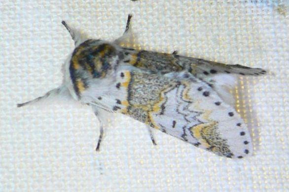 kleine hermelijnvlinder1.jpg - Kleine hermelijnvlinder _ Furcula furcula